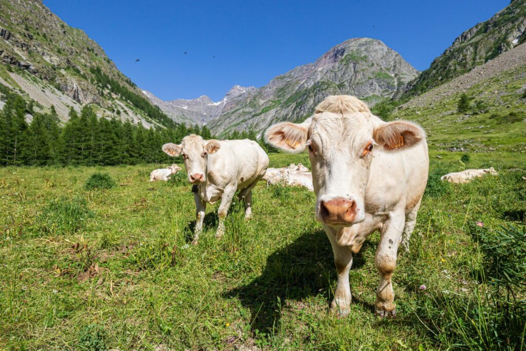 Un troupeau de vaches dans la vallée de Champoléon