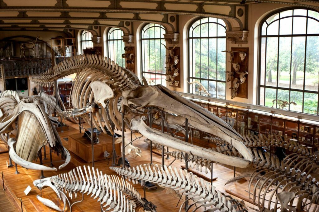 Le Museum d'Histoire Naturelle à Paris