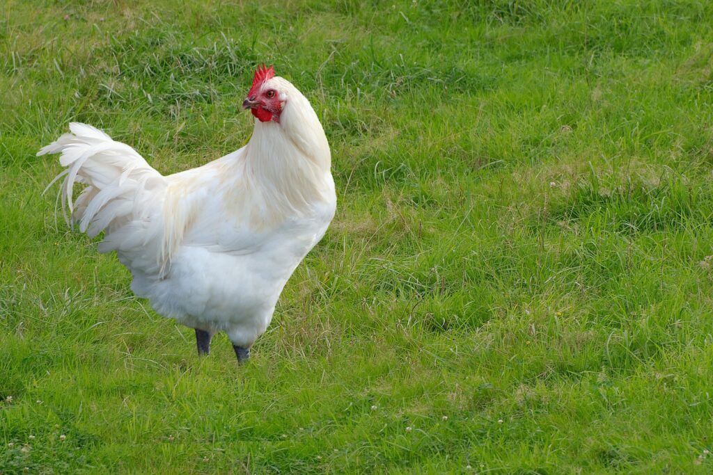 Le poulet de Bresse