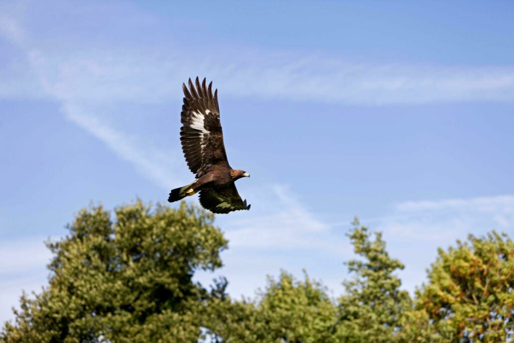 Apercevoir l'Aigle Royal dans le parc naturel régional des Monts d'Ardèche