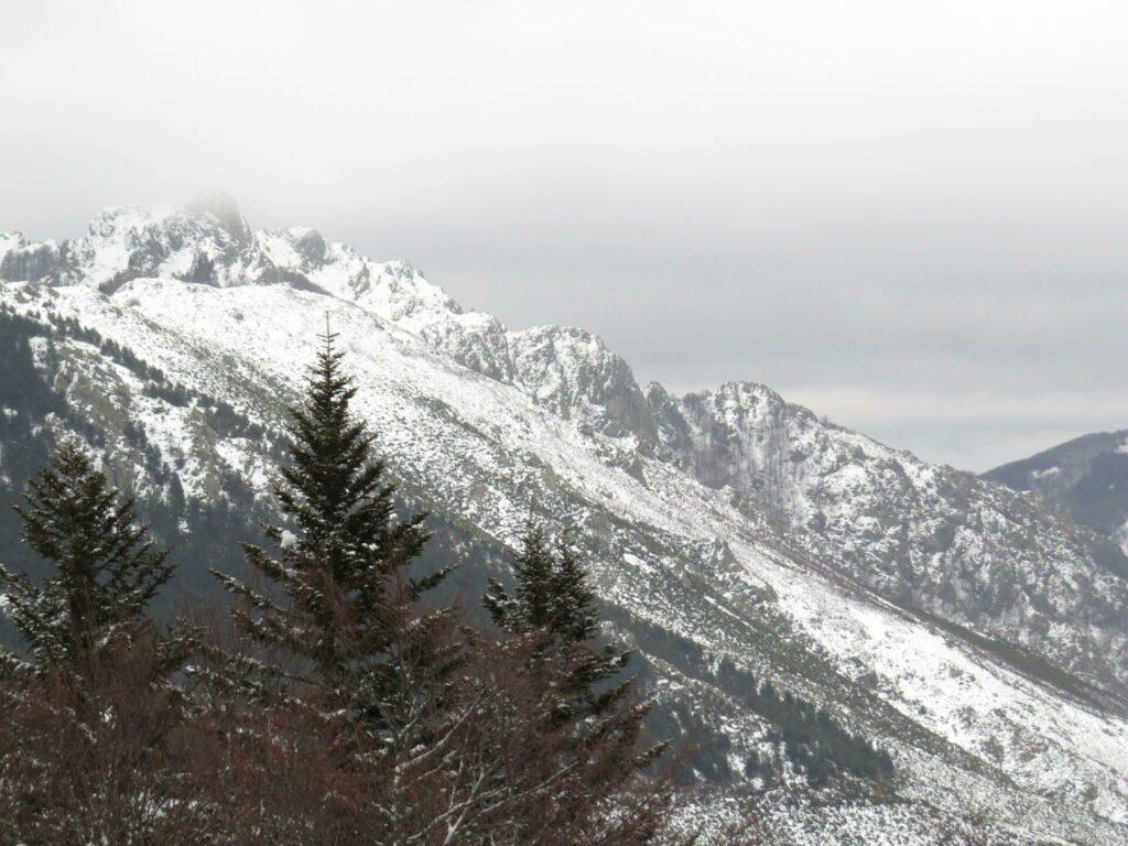 La forêt de la Croix de Bauzon