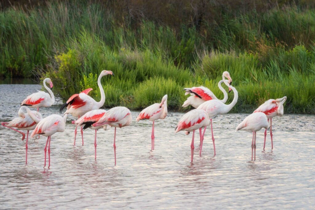 Les flamants roses du Pont de Gau