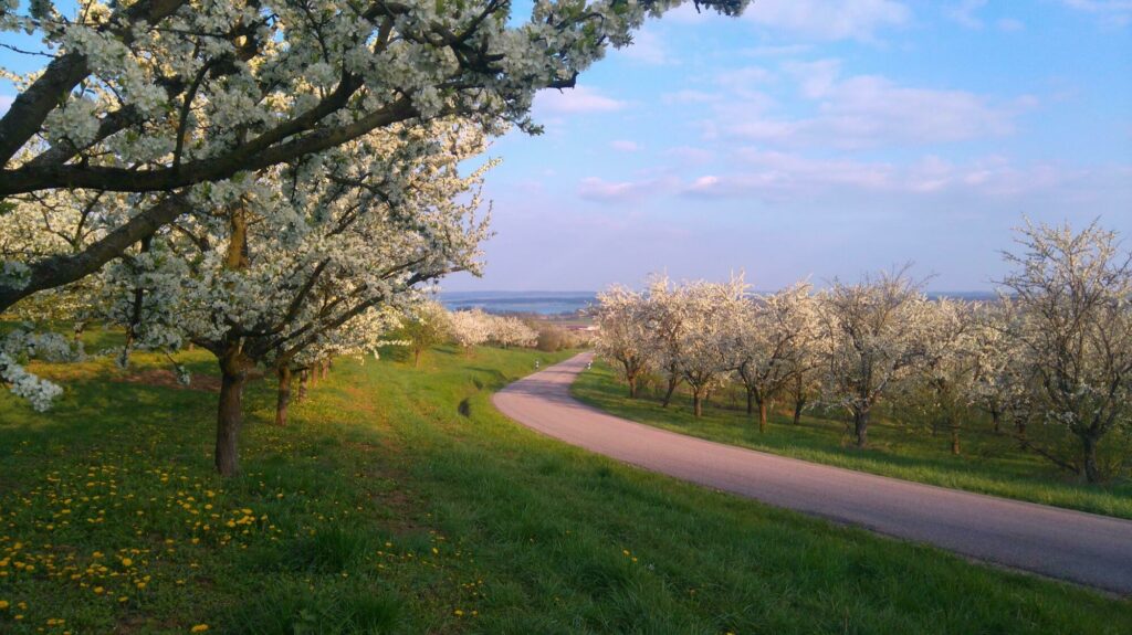 Lorraine Meuse mirabelles - paysages avec miabelliers entre Chaillonet Heudicourt