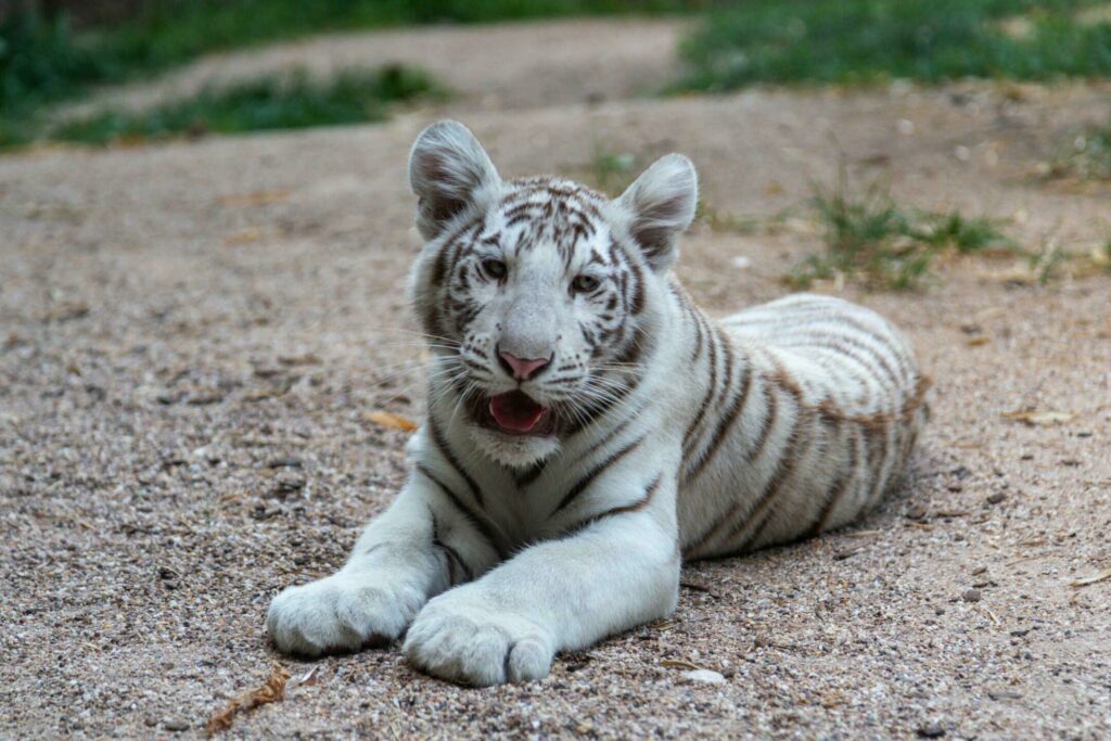 Mały biały tygrys w zoo w Amnéville