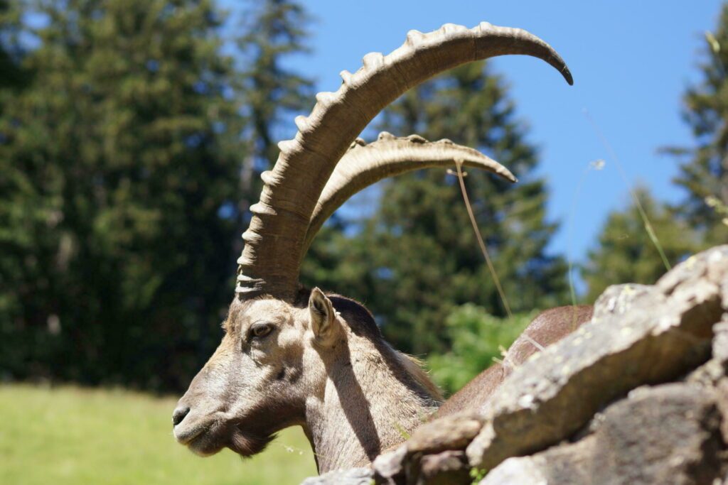 Un bouquetin dans le parc du Merlet