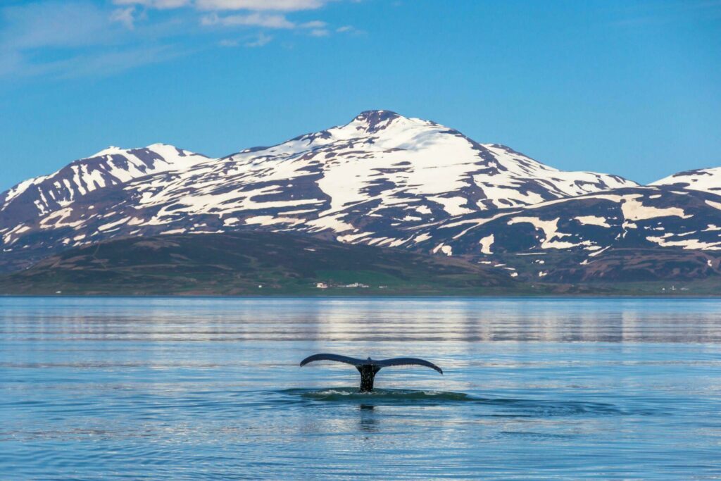 Voir des baleines dans les fjord islandais