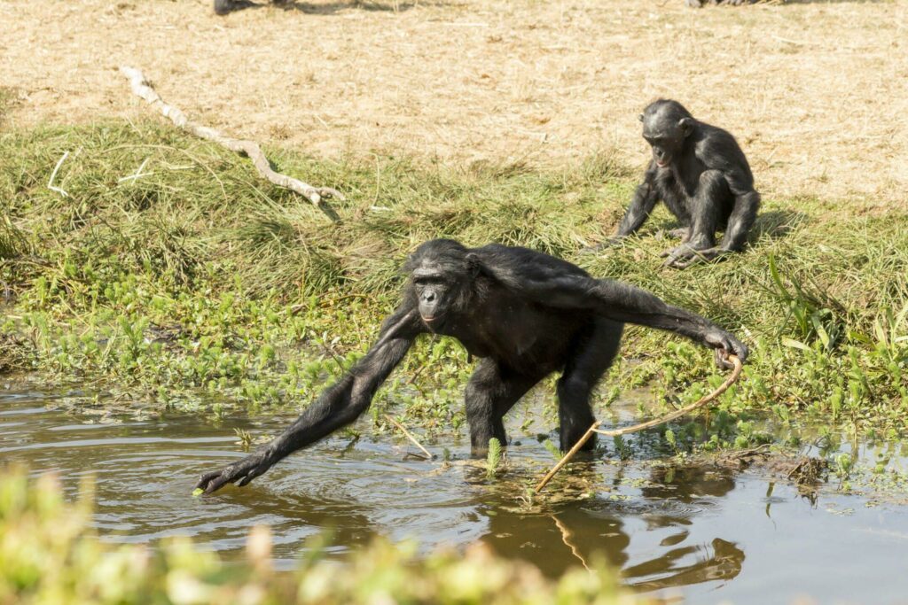 Des Bonobos dans la Vallée des singes à Romagne