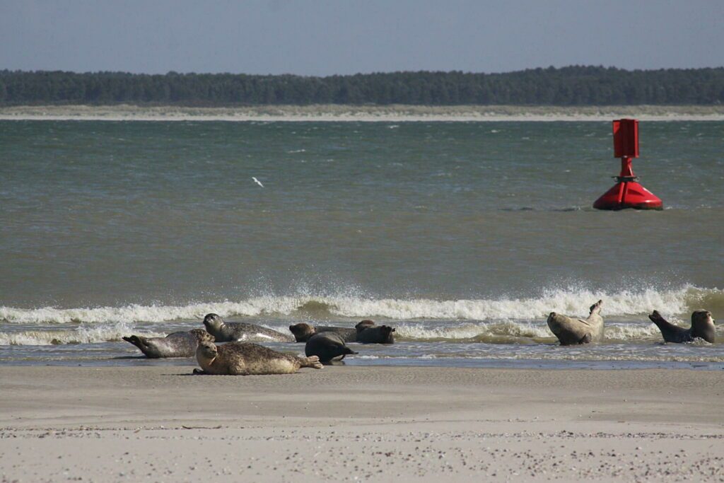 La baie de Somme et ses phoques