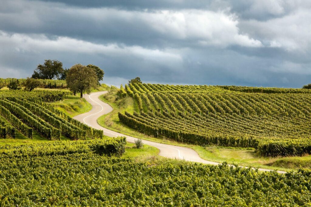 La route des vins d'Alsace en France
