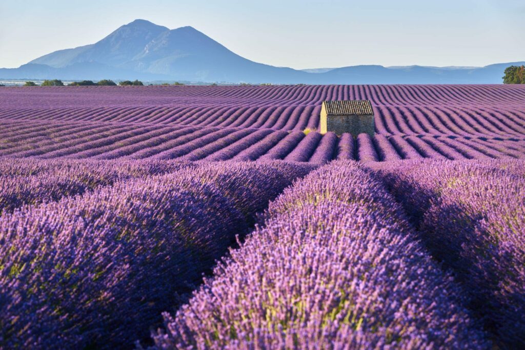 Les champs de lavande du plateau de Valensole