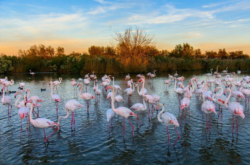 Les Flamants rose en Camargue