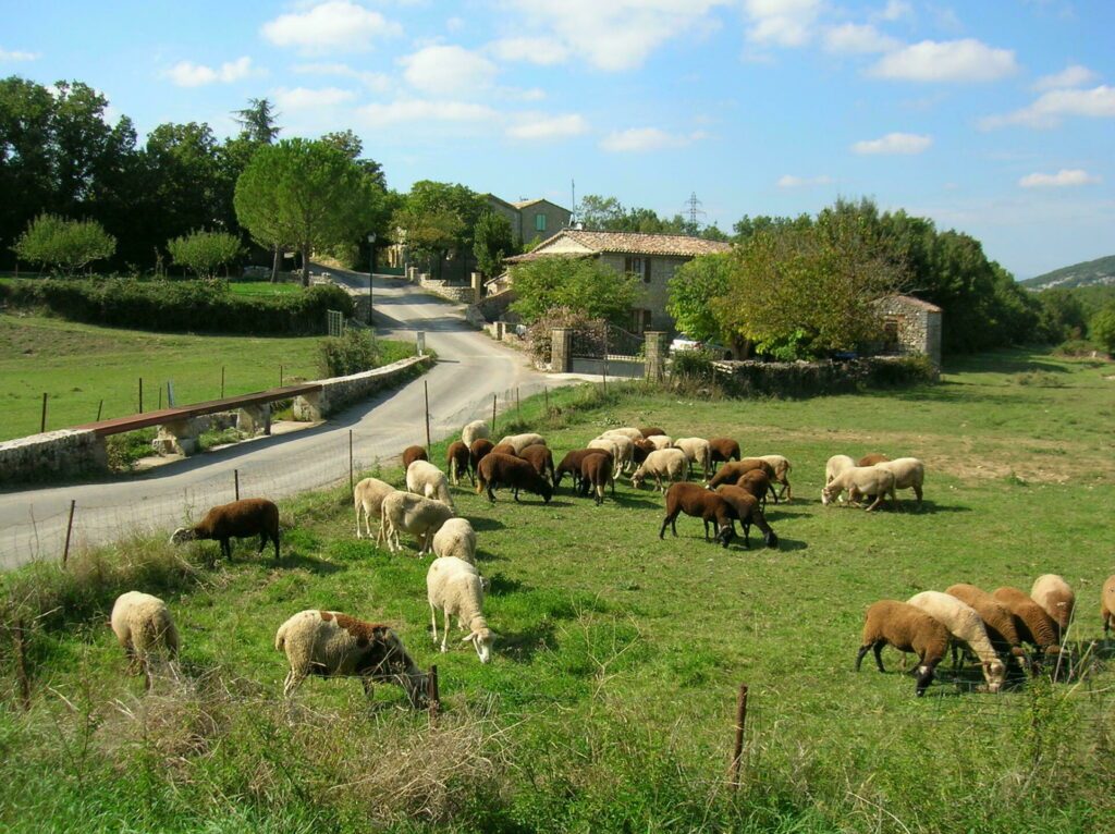 Bouquet dans les plus beaux villages des Cévennes