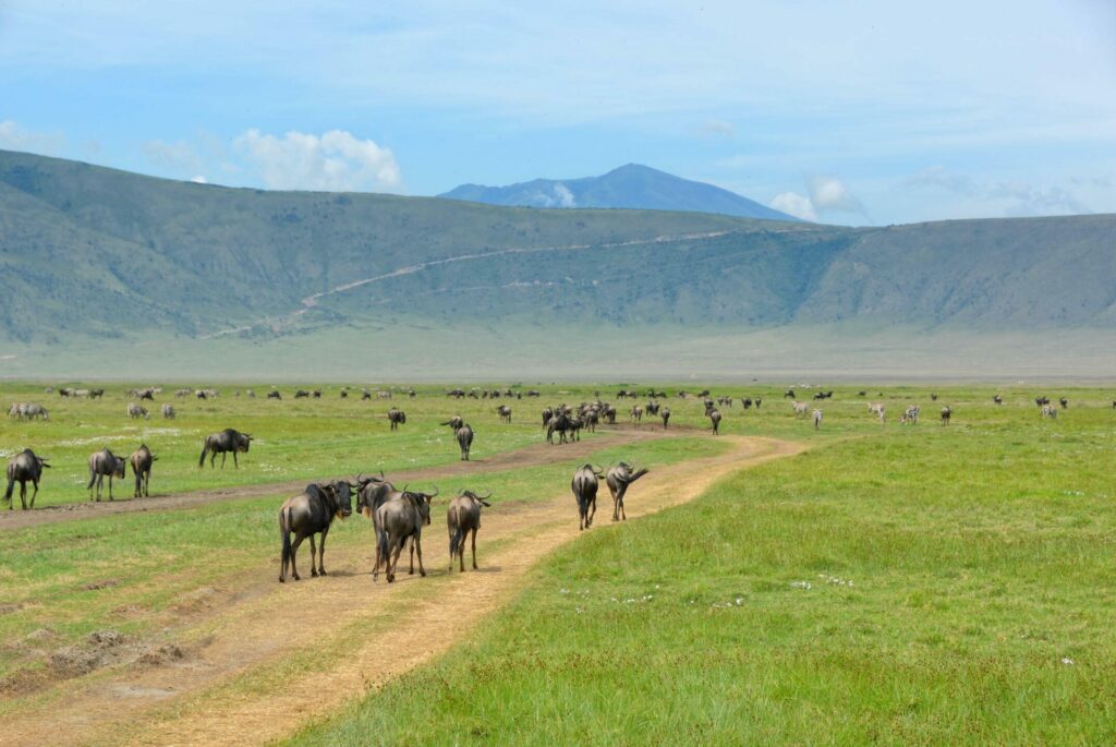 Krater Ngorongoro do odwiedzenia w Tanzanii?