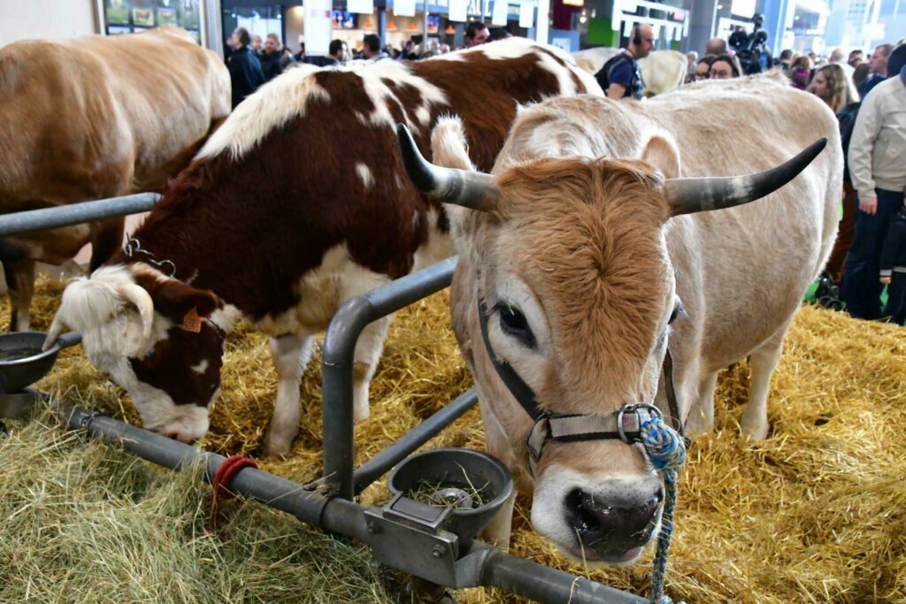 Le salon de l'agriculture annuel de Paris