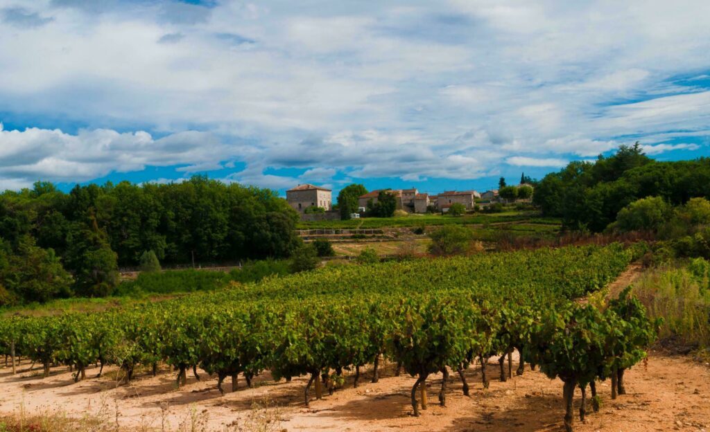 Les vignes à faire dans les Gorges de l'Ardèche