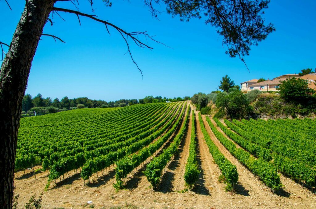 Les vignobles de Bandol