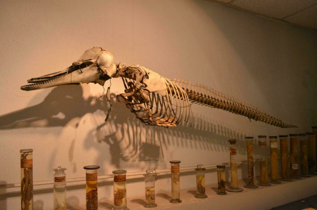 Le musée d'anatomie dans les visites insolites autour de Lyon