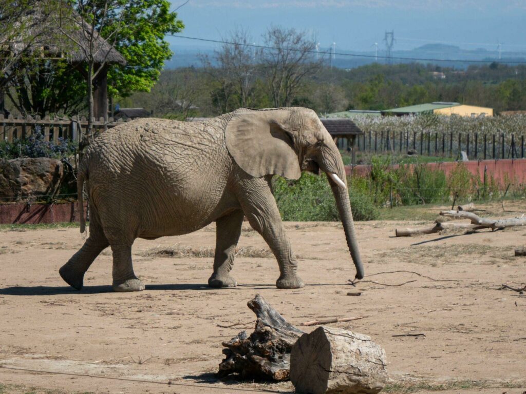 Voir des éléphants au safari de Peaugres