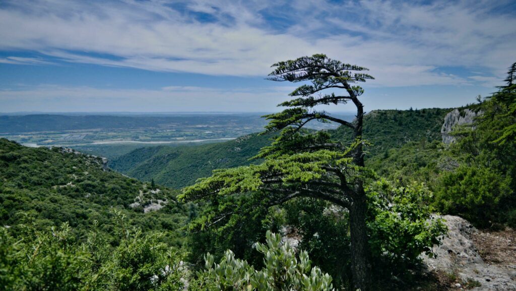 La forêt des Cèdres à faire dans le Lubéron