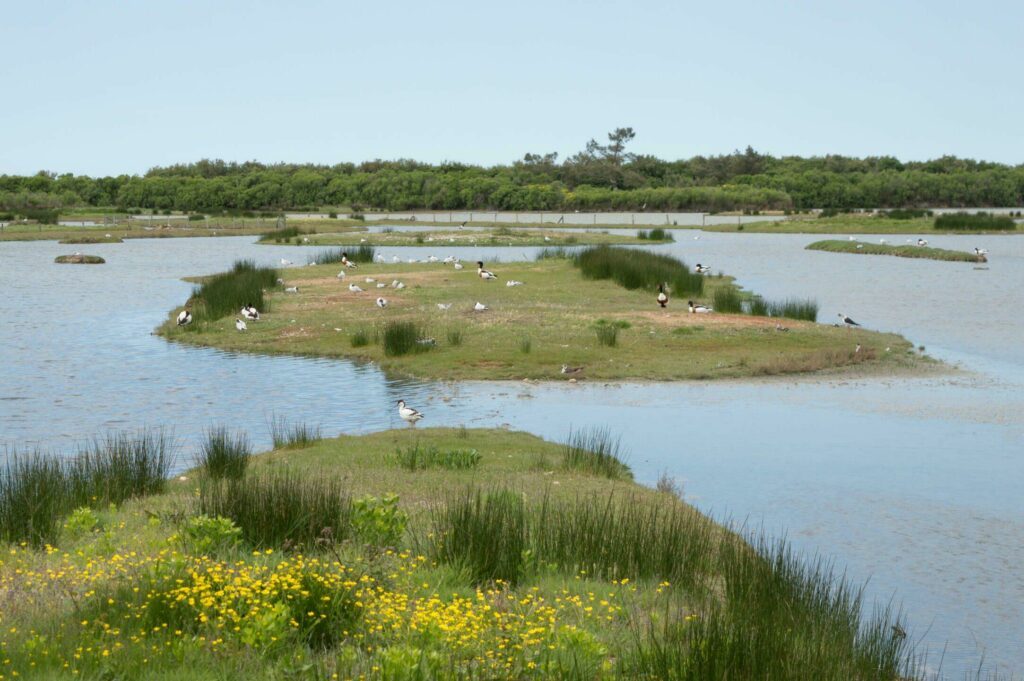 La réserve ornithologique du Teich