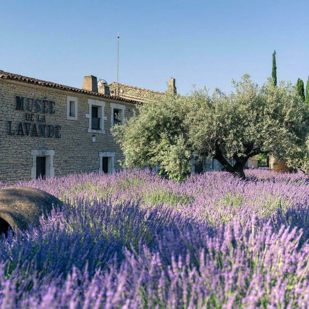 Le musée de la Lavande à faire dans le Lubéron