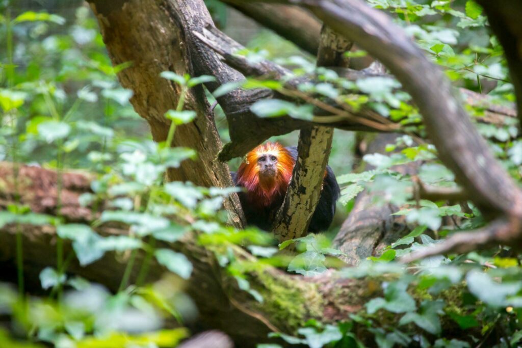 Un singe au zoo de Calviac