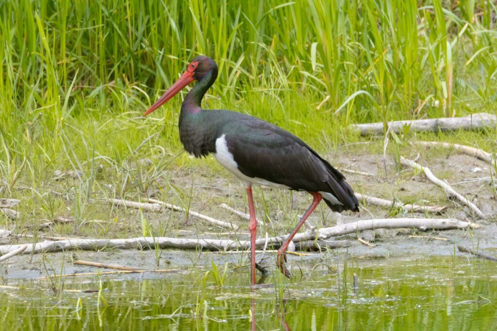 Une cigogne noire visible aux 7 lacs