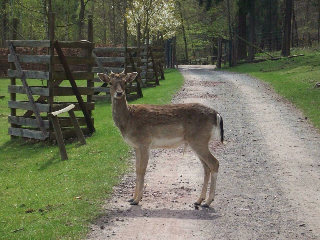 Le parc sauvage Kurpfalz