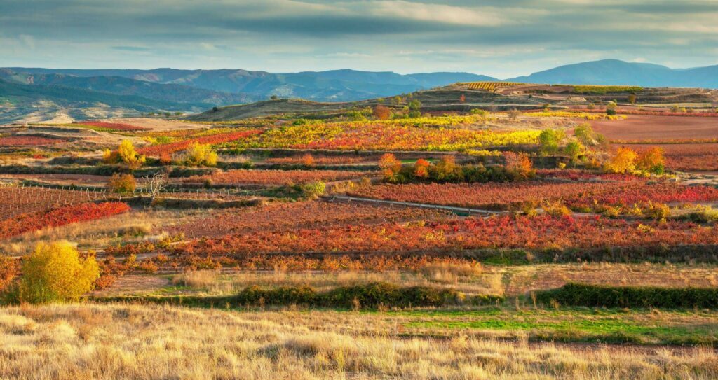 Les vignes de la Rioja