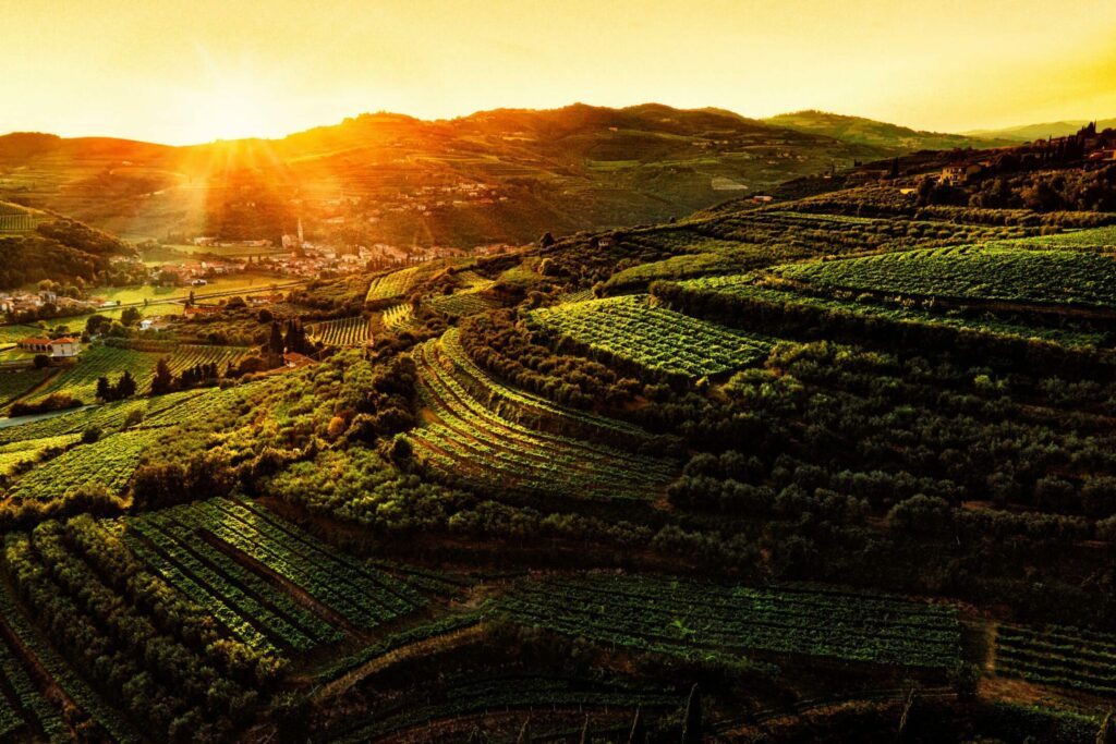 Les vignes de Valpolicella