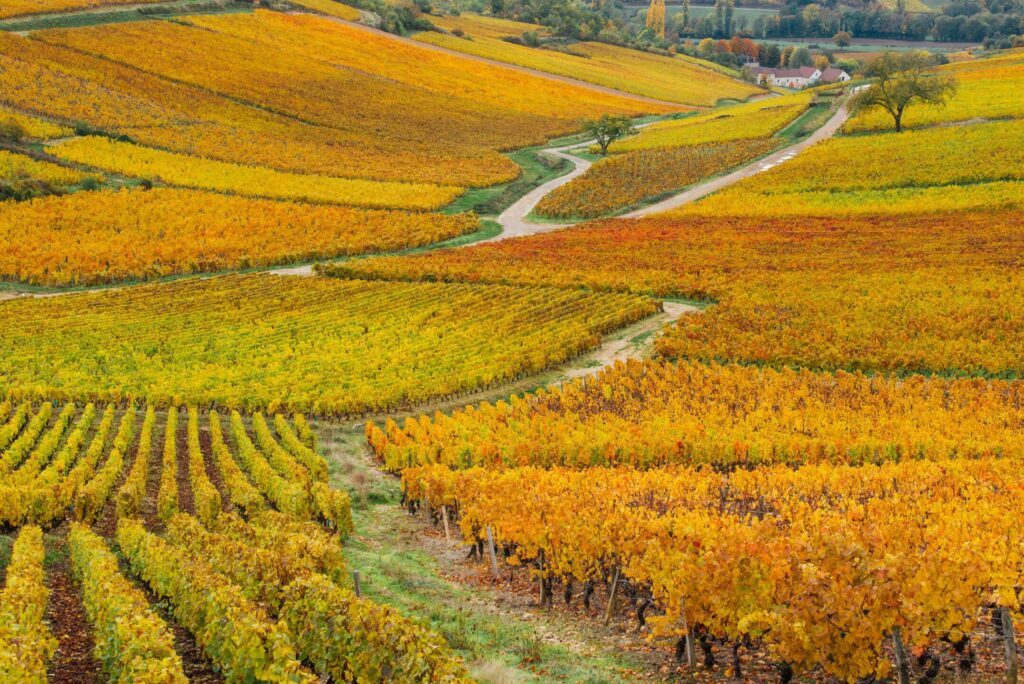 Survoler les vignobles de Beaune à l'automne