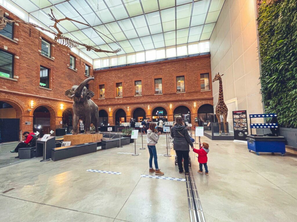 Visiter le musée d'histoire naturelle en famille