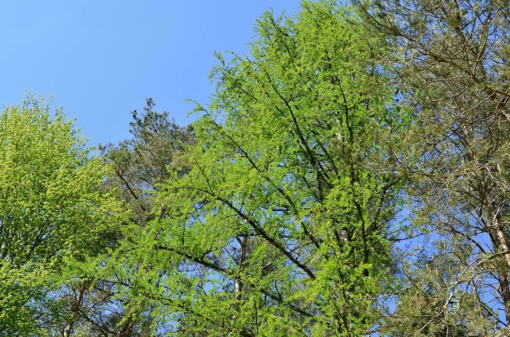 Apprendre à reconnaître les arbres