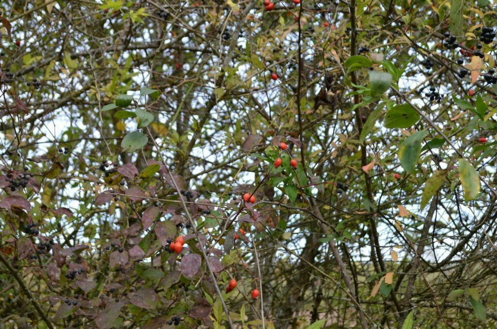 Des baies sauvages dans le parc national de Forêts