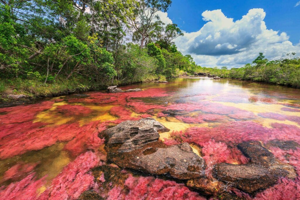 La rivière Cano Cristales parmi les plus beaux paysages du monde