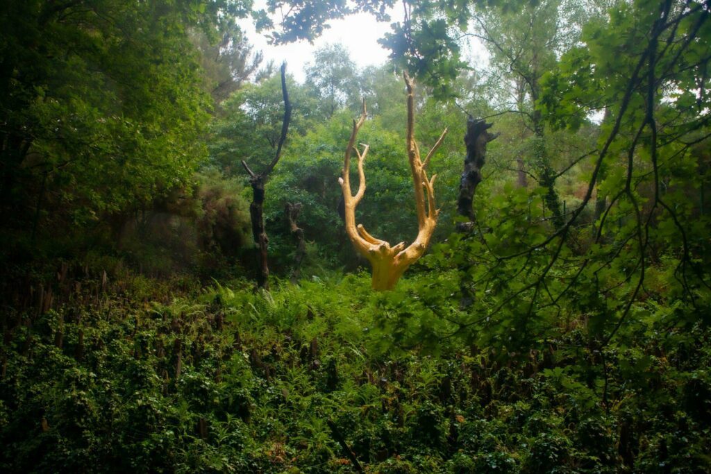 L'Arbre d'Or à Brocéliande