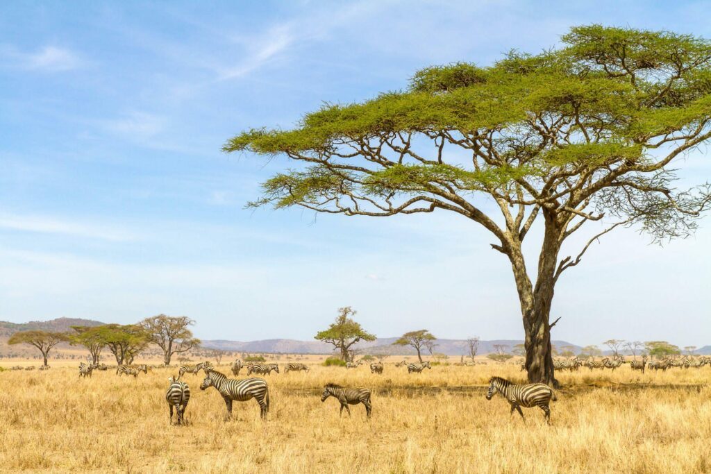 Le parc du Serengeti
