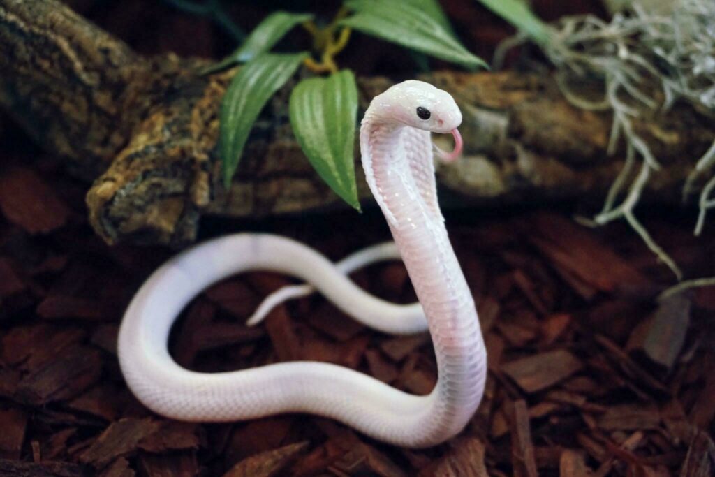 Voir des serpents à Planet Exotica à Royan