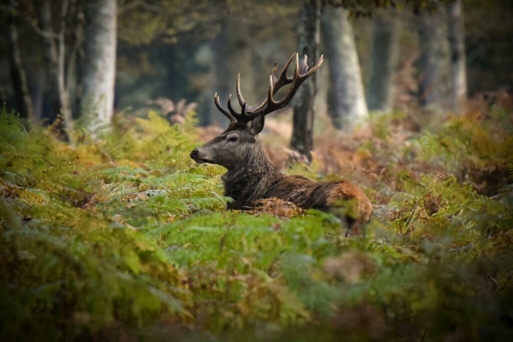 Un cerf dans le parc national de Forêts