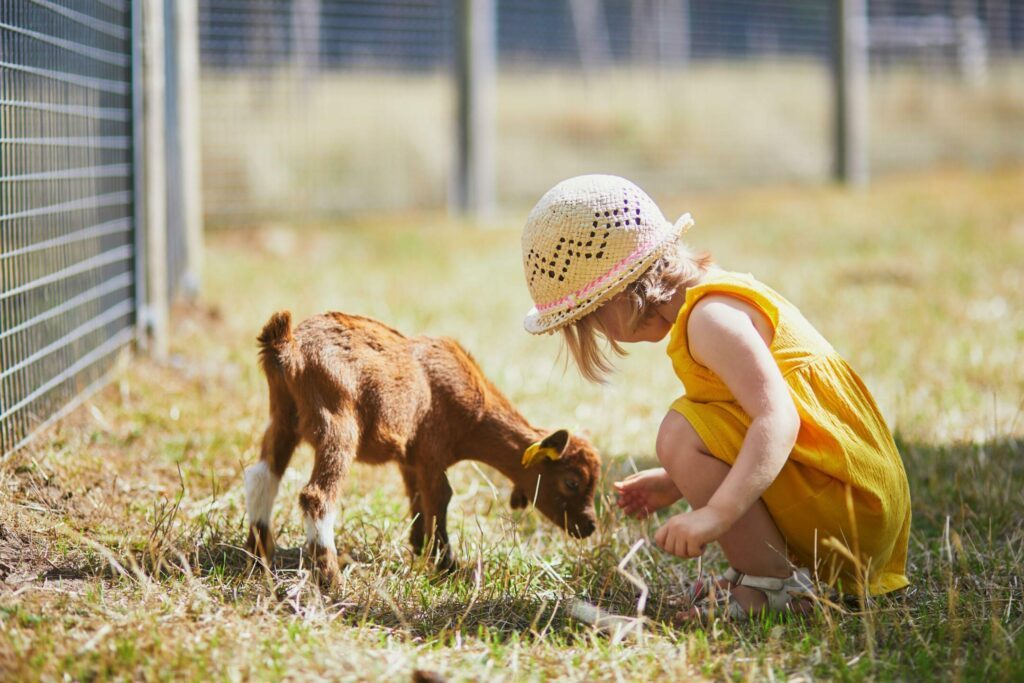 Aller à la rencontre des animaux