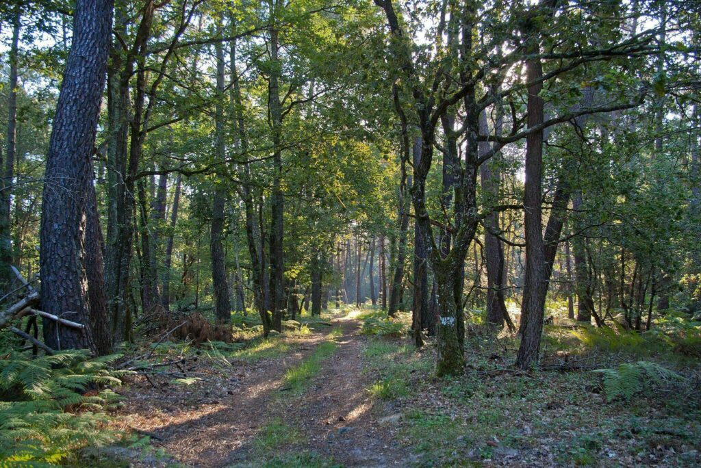 La forêt de Choussy