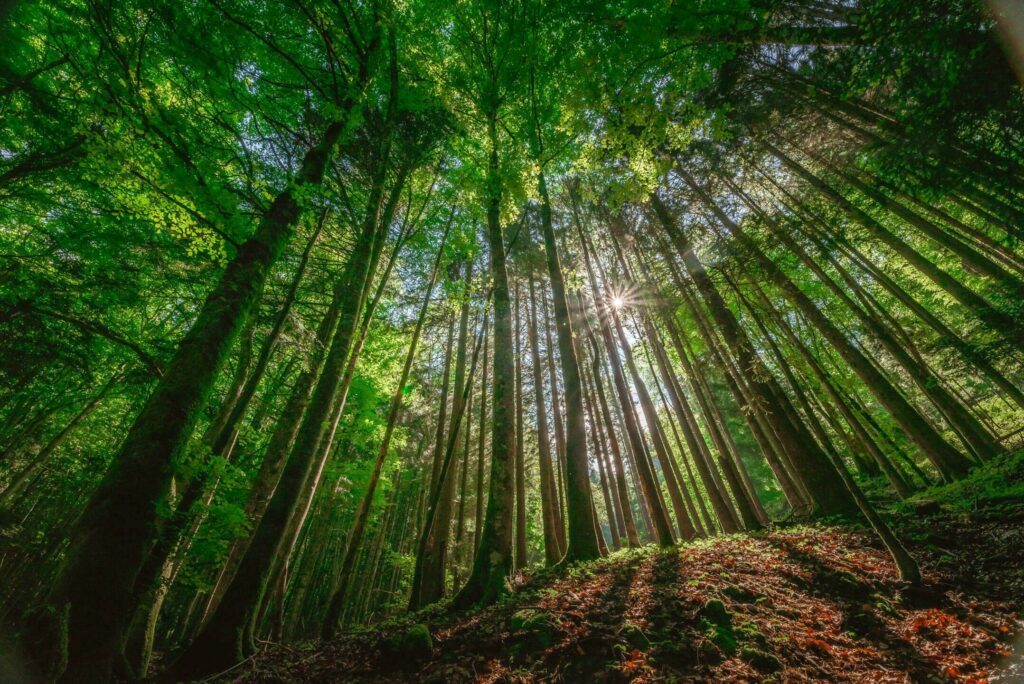 La forêt du Semnoz