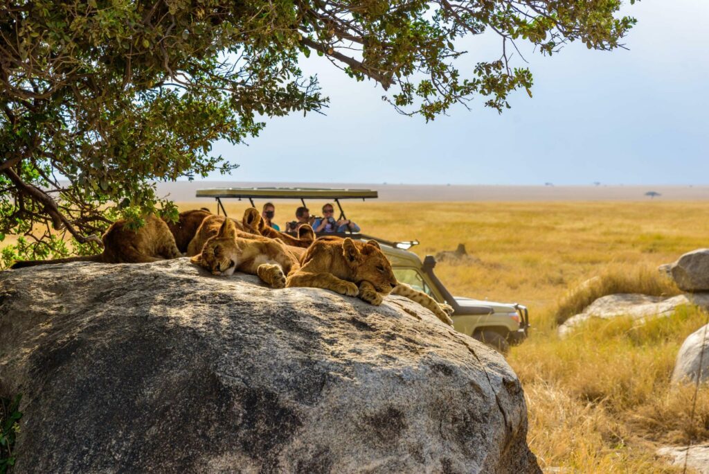 Faire un safari en Tanzanie