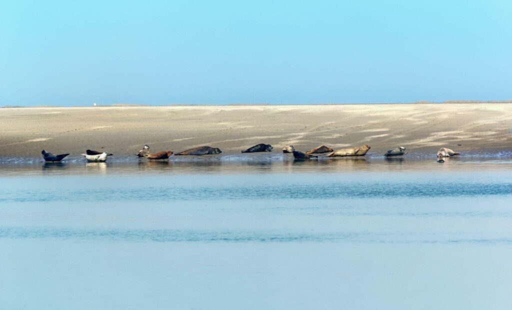 Les colonies de phoques dans la baie de Somme