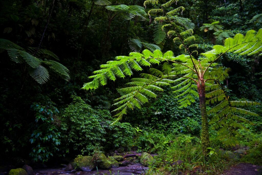 Les Gorges de la Falaise dans les paysages de Martinique