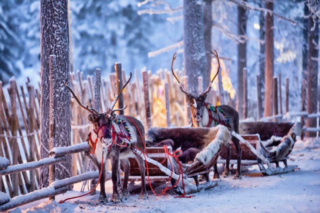 Les rennes de Rovaniemi où partir en hiver