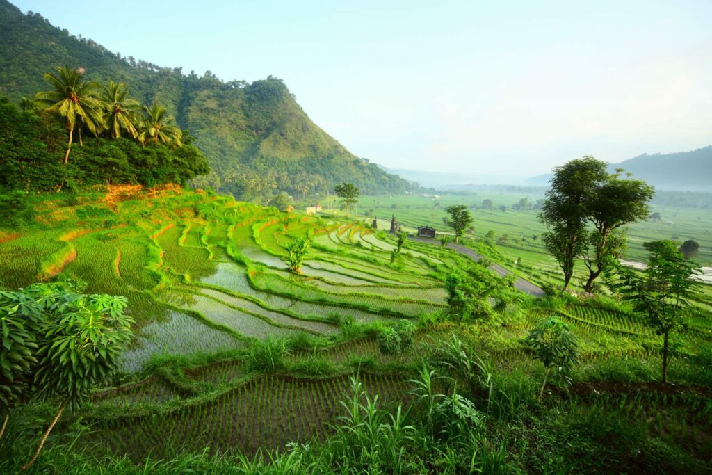 Les rizières en Indonésie
