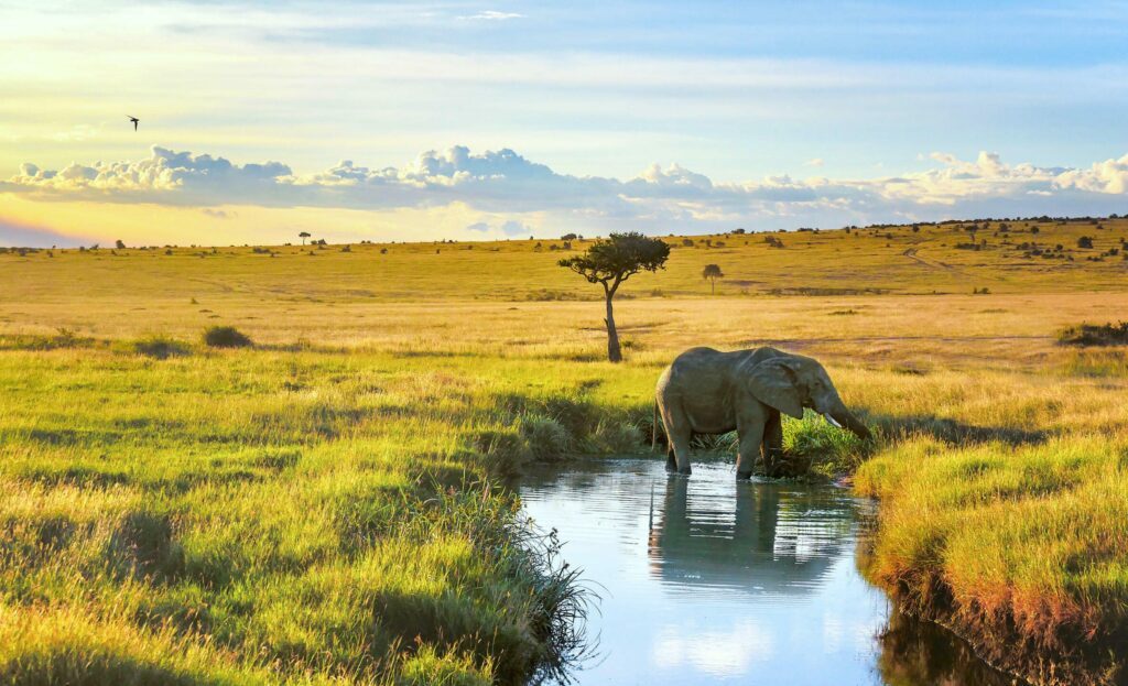 Voir les éléphants au Kenya