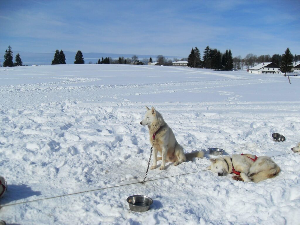 Chiens de traineaux à la station de ski des Fourgs