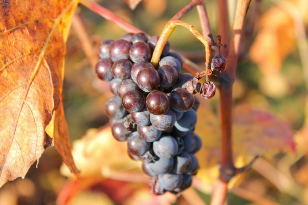 Une grappe de Pinot noir